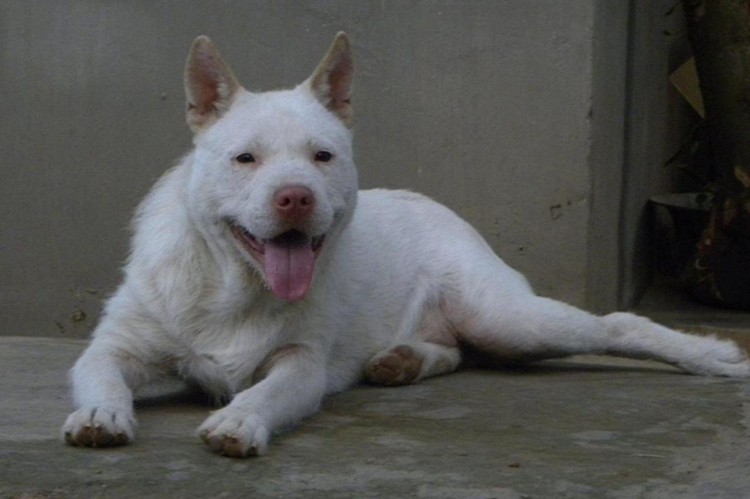 好猎犬何须外国找在贵州有种白龙犬一条就能干翻一头野猪