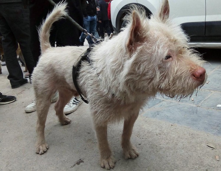 好猎犬何须外国找在贵州有种白龙犬一条就能干翻一头野猪