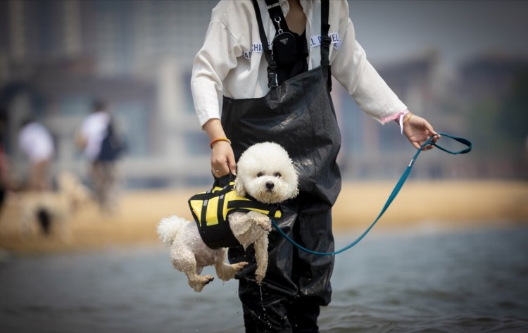 比熊犬为什么越来越多人养了网友：养了之后就不想换狗了