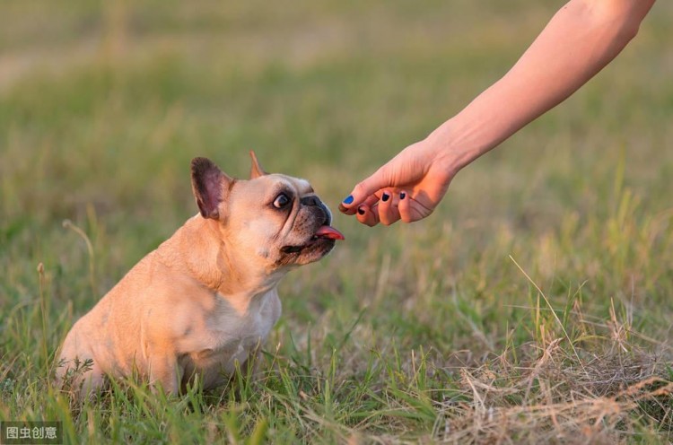 法国斗牛犬又贵又臭怎么这么多人喜欢它呢这几个才是理由