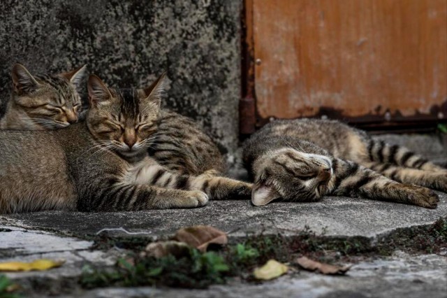 流浪猫悲惨的一生