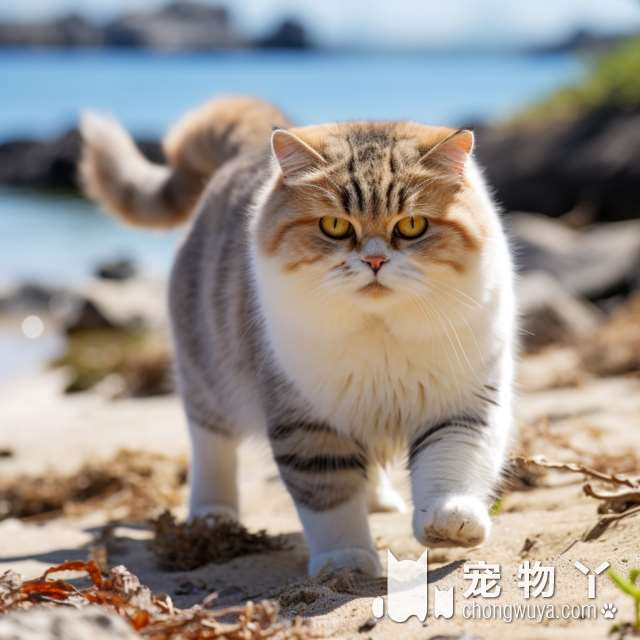 一坨猫为什么俗称波斯猫？